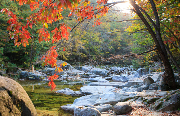 오대산 국립공원, 천년의 숲이 들려주는 평온한 이야기
