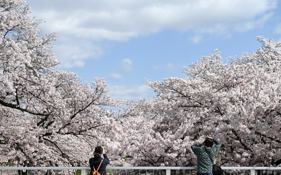 봄 방학 추천 여행 - 벚꽃 사진