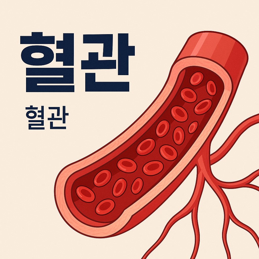 혈관