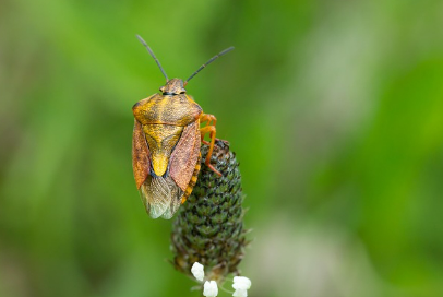 벌레 곤충꿈 상황별 해몽