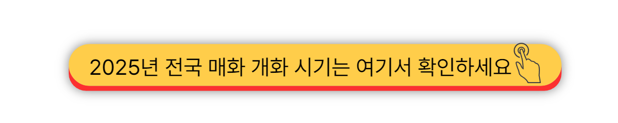 2025 - 광양매화축제