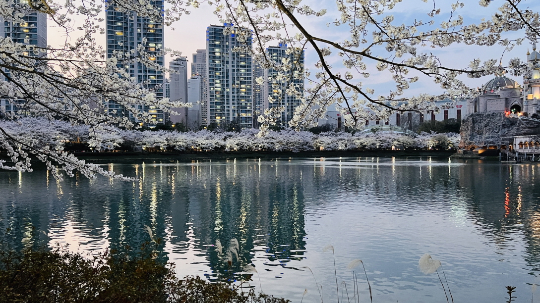 2024 석촌호수 벚꽃 1