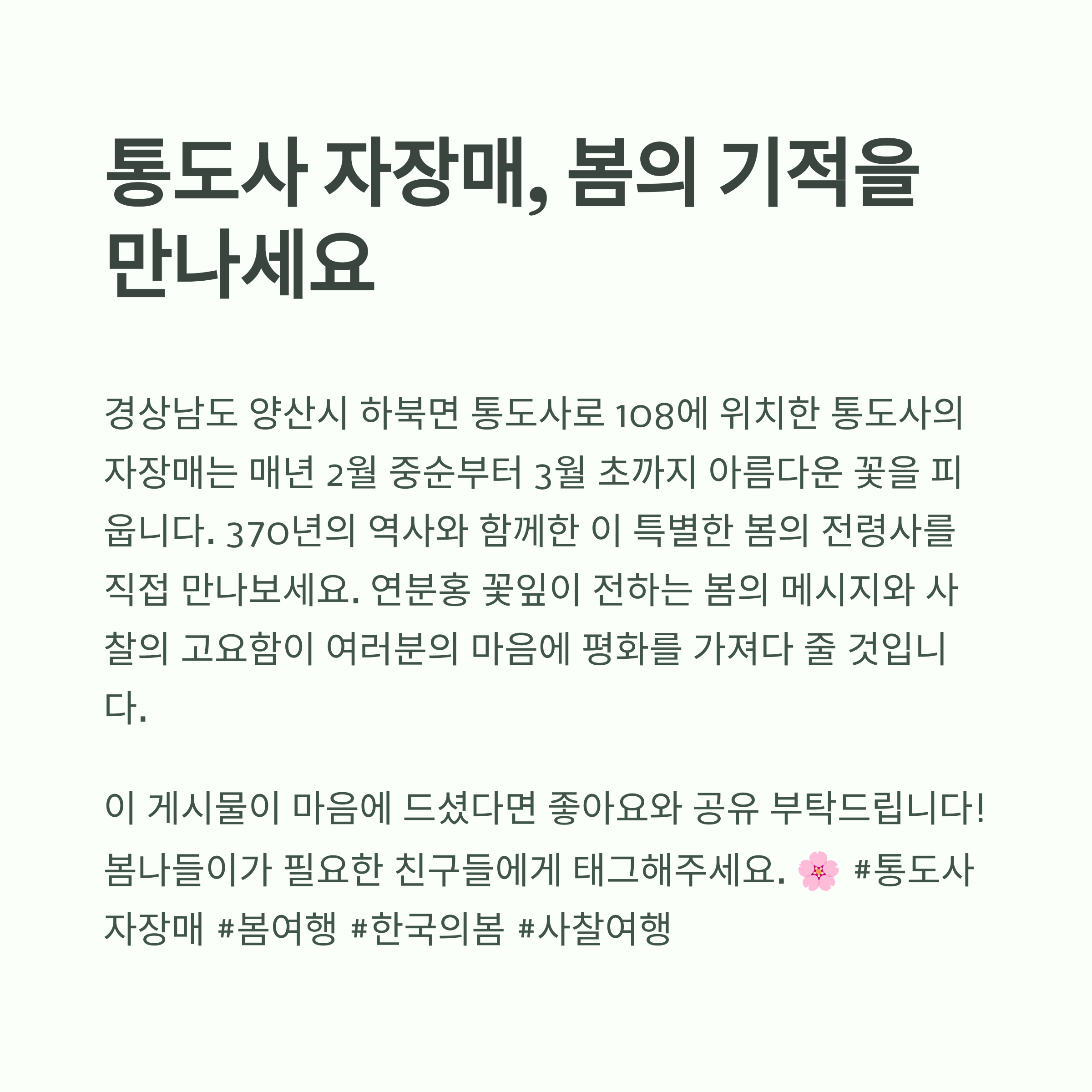 양산 통도사 홍매화 명소