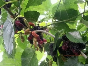 오디 재배 뽕나무 전정 수확 시기 저장 요령_8