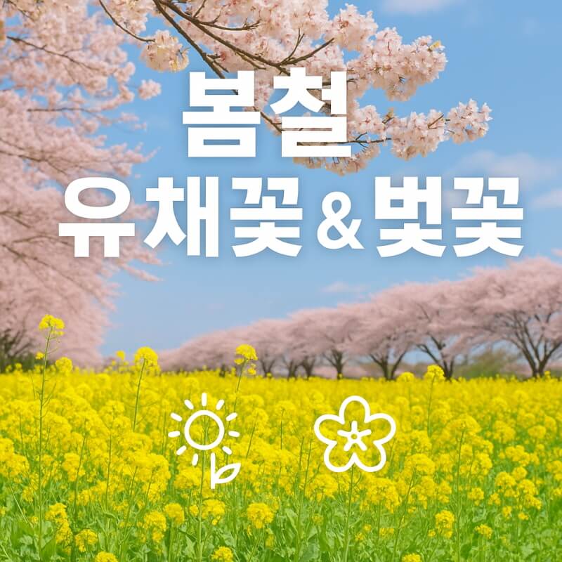관광객 없는 제주 절경 녹산로와 용눈이오름 및 한담해변 관련사진