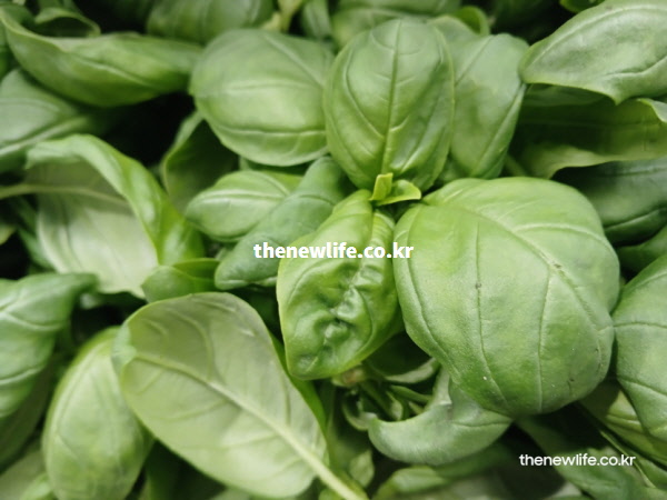 장내 나쁜 균을 억제하고 복부 가스를 제거하는 항균 작용의 바질 효능 잎