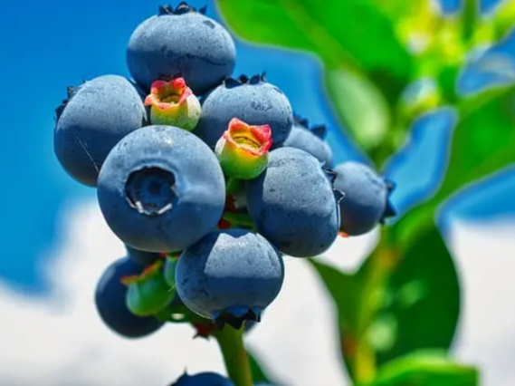 베이킹에 바로 사용하는 냉동 블루베리