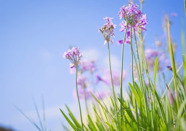 화담숲 모노레일