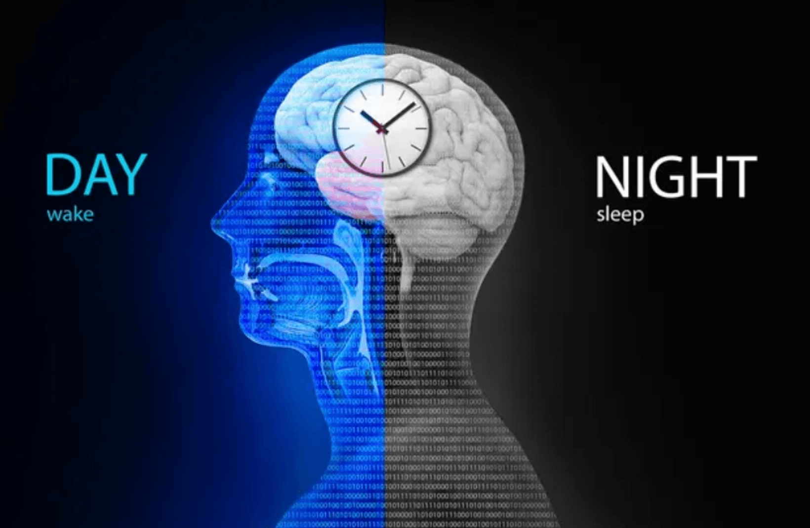 멜라토닌 부족 증상