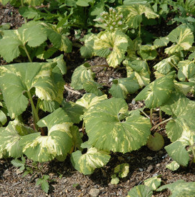 머위 효능과 부작용 고르는법 먹는법 칼로리