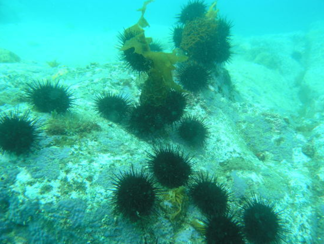 바다사막화와성게