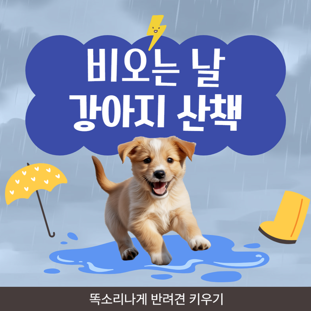 비오는날 강아지 산책 방법과 주의사항