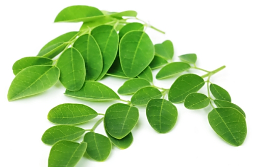 모링가잎 주의사항