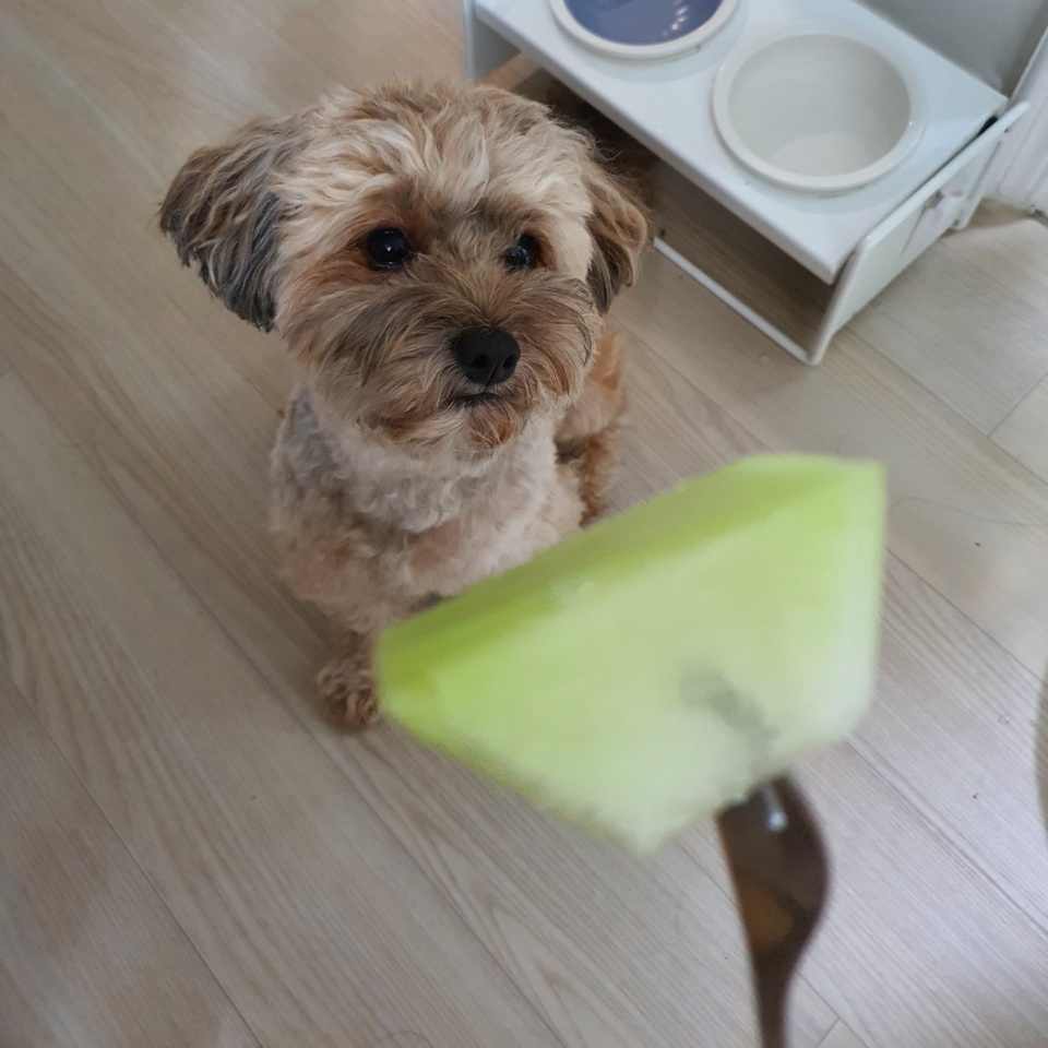 강아지 토리와 멜론