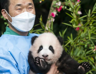 푸바오와-할아버지