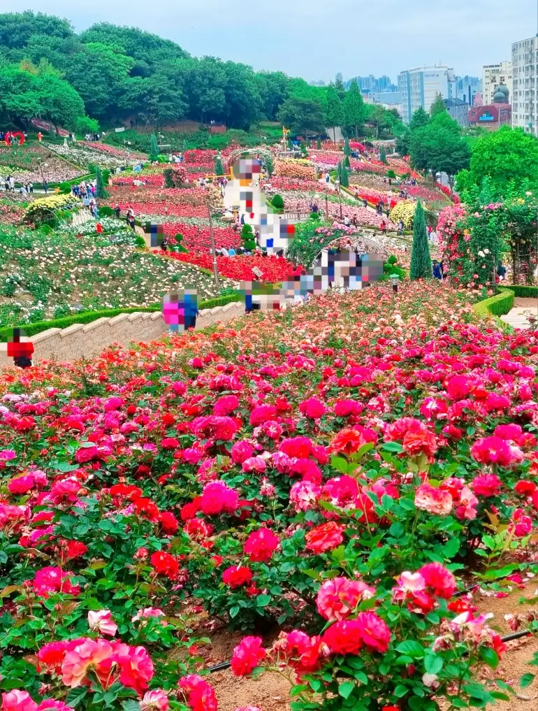 2024 부천 백만송이 장미원 축제 중: 개화 현황, 포토존, 쉼터, 화장실, 주차, 대중교통