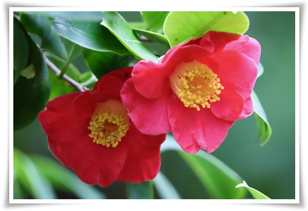 "동백꽃" 겨울의 끝 봄의 우아함을 담은 붉은 보석!