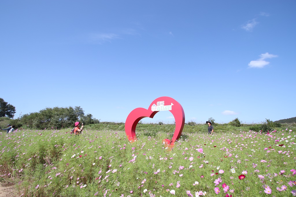 평화누리길 8코스 종점인 율곡습지공원의 코스모스핀 전경 사진.