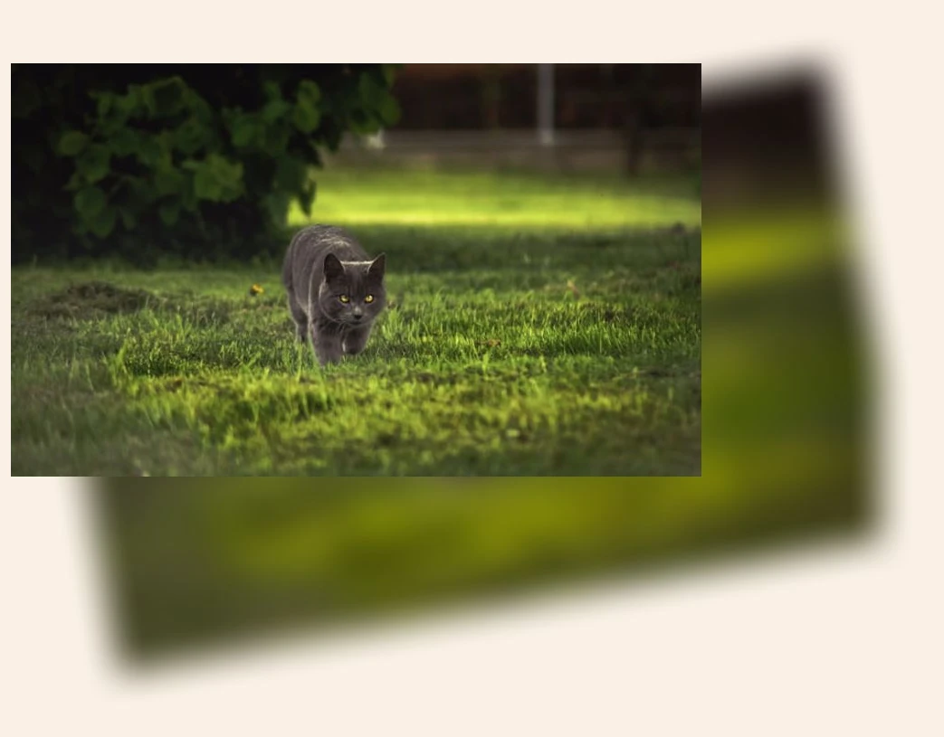 고양이 허피스_2_subsection