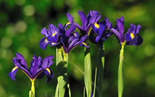 가을에 심고 봄에 피는 아름다운 꽃 - 더치아이리스