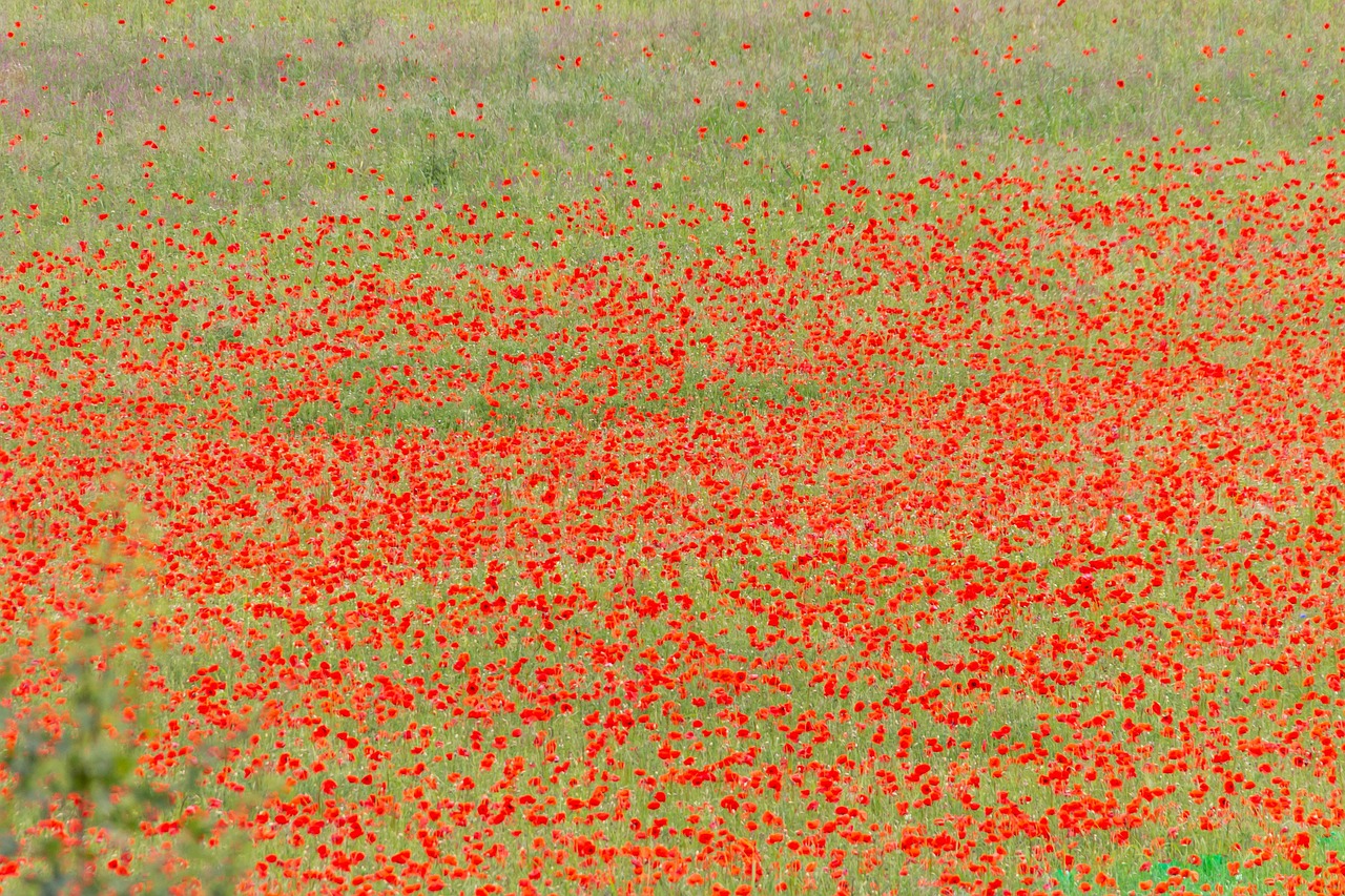 남양주 물의정원 양귀비 꽃구경