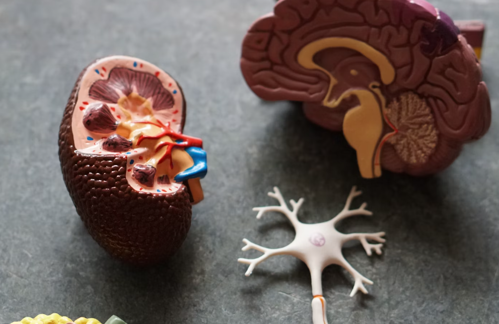 산양유 단백질 효능 : 항염