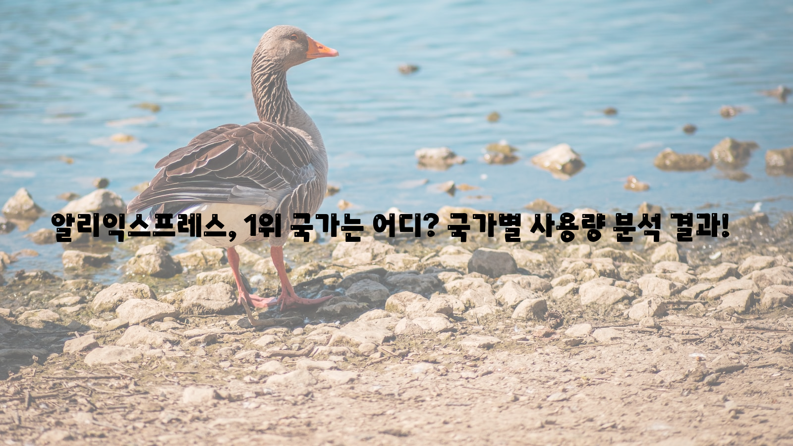 알리익스프레스, 국가별 사용량, 1위 국가