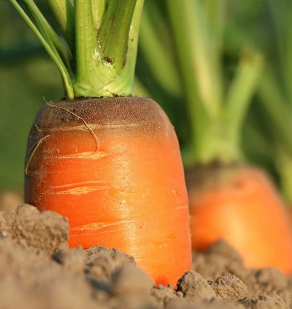 당근 효능 부작용 이미지
