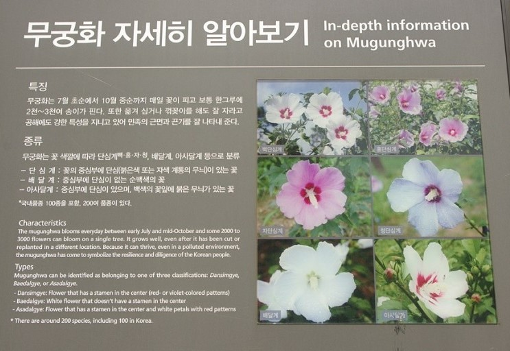 무궁화 자세히 알기