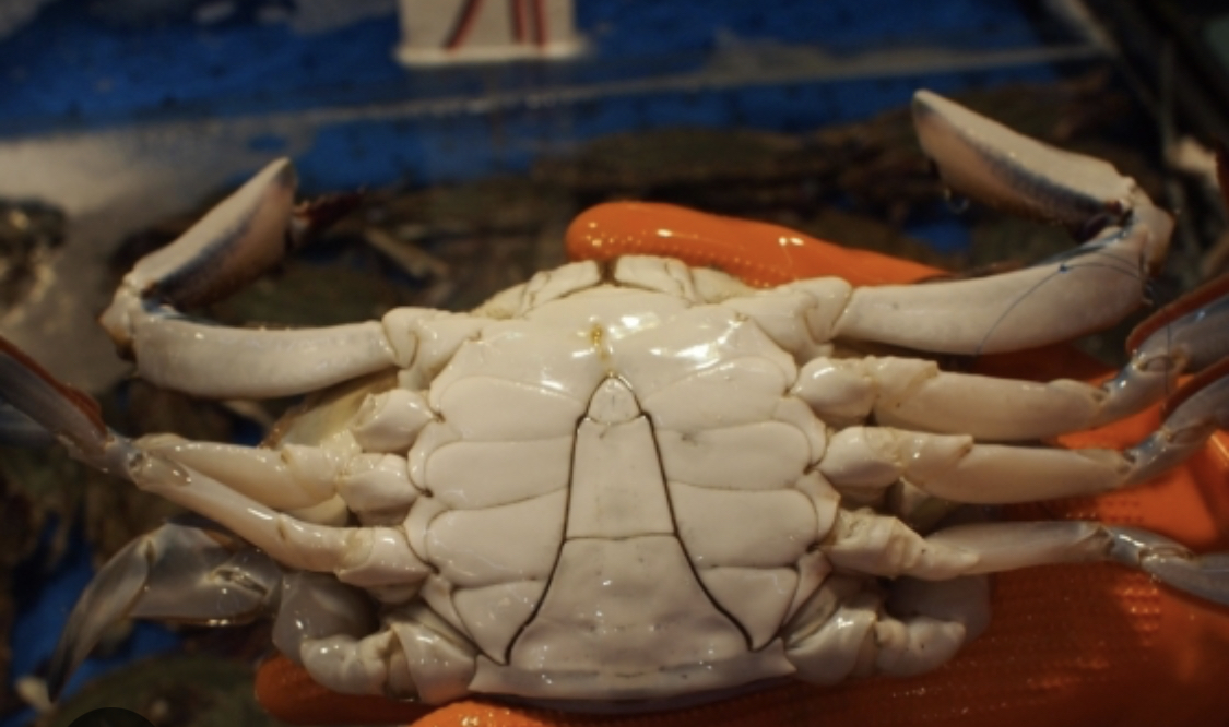 가을 제철 음식을 알아봅시다 - undefined - undefined - 3. 게 / Crab (추천시기 : 9월 ~ 10월) 가을 제철 음식을 알아봅시다 - undefined - undefined - 3. 게 / Crab (추천시기 : 9월 ~ 10월)