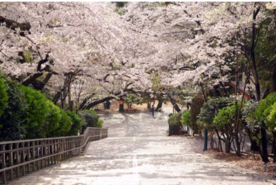 진해 군항제 벚꽃 개화