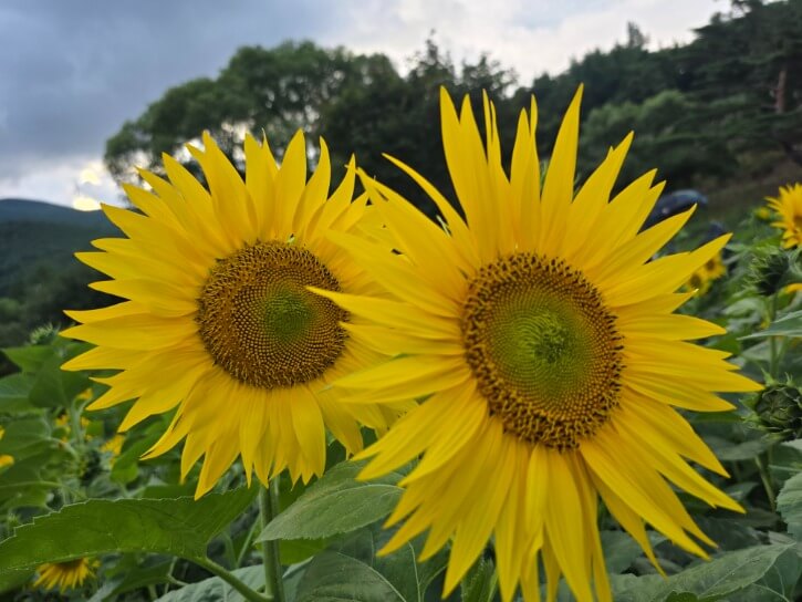 태백 해바라기 축제