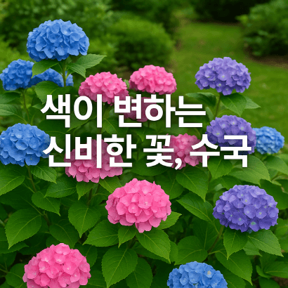[정원가꾸기_실전편] 내 정원에서 자라는 수국의 비밀, 토양산도에 따라 달라지는 꽃색 변화