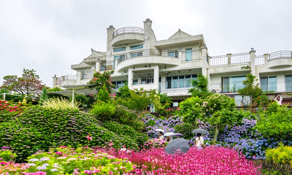 제주 마노르블랑 수국축제