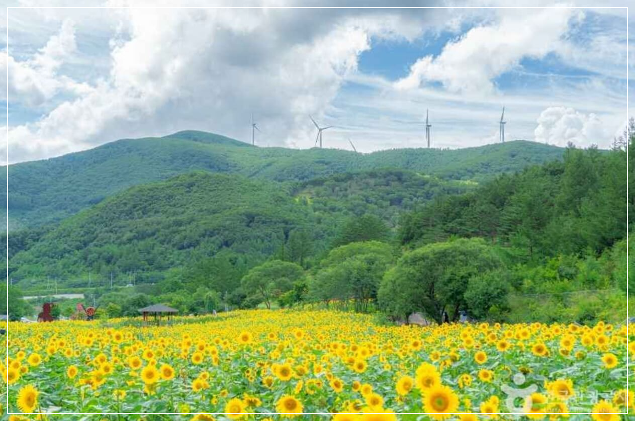 태백 가볼만한곳 베스트10 구와우마을(고원자생식물원)