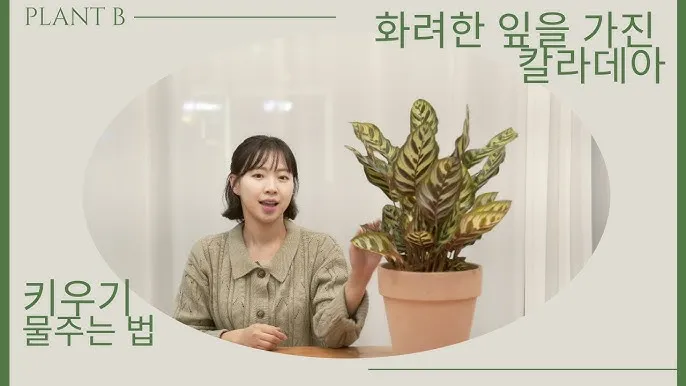 칼라데아 물주기 잎말림원인 습도관리 분무요령 시니어 맞춤 가이드_1