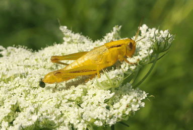귀뚜라미 퇴치법