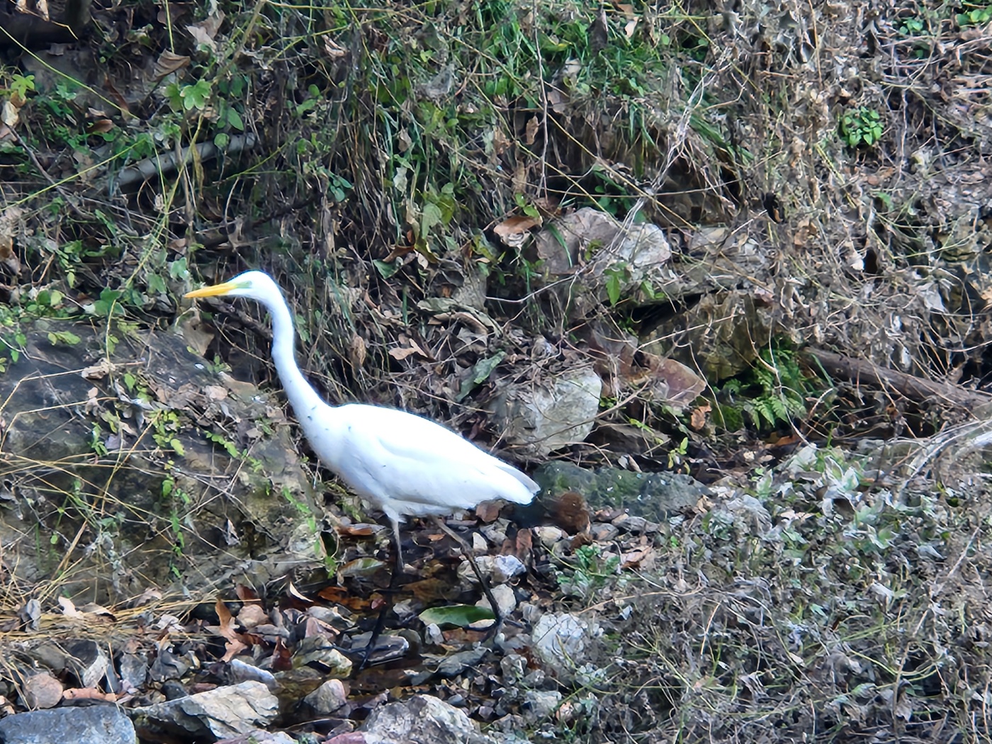 수리산-흰왜가리