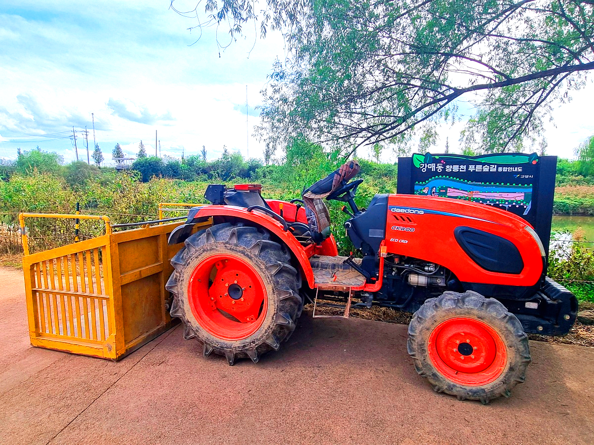 서울 근교 가을꽃 만발한, 경기도 고양시 강매석교공원 창릉천 코스모스축제