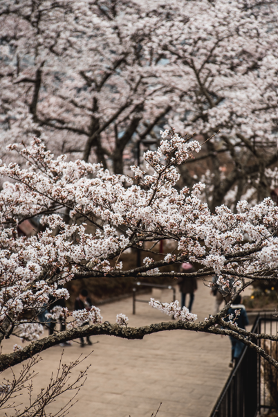 ๋์ฌ ์ ๋ฒ๊ฝ ๊ด๋ จ ์ด๋ฏธ์ง