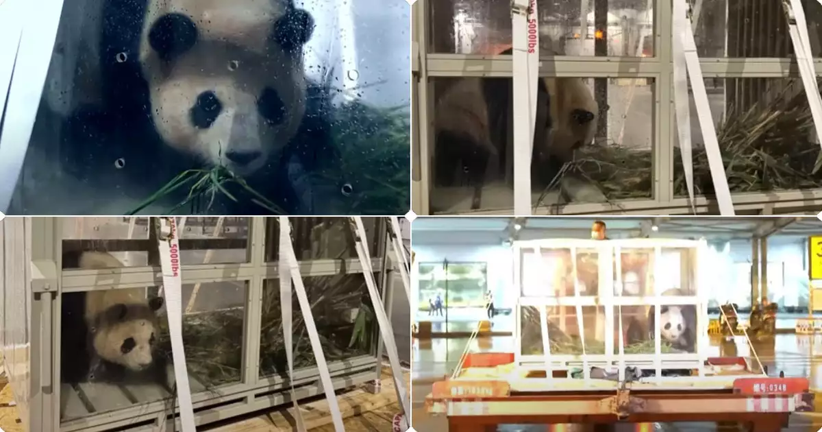 중국에서 이동하는 푸바오