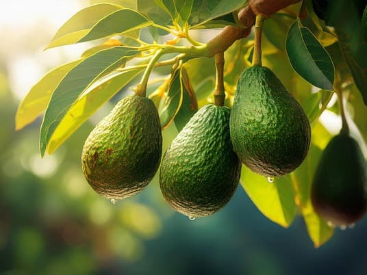 아보카도 오일 피부 장벽 강화