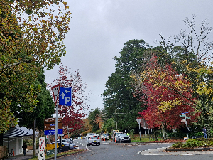 가을엔 여기로&amp;#39; 기차여행 