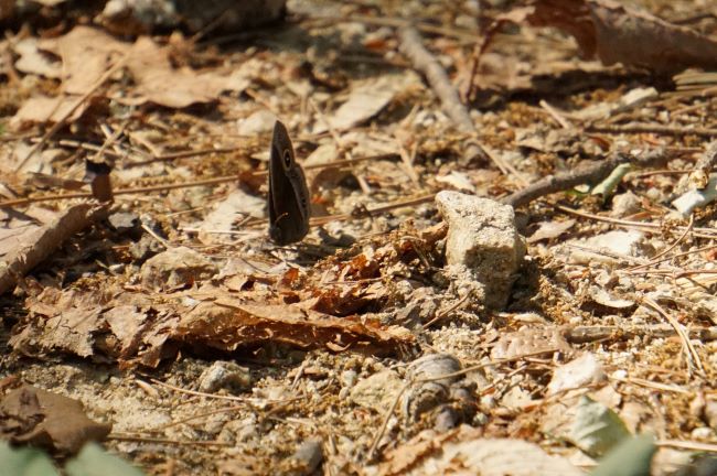 네(4) 장으로 모은 부처사촌나비 사진,