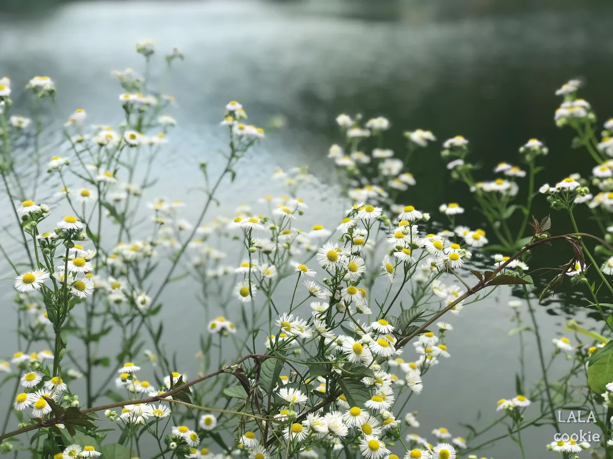 후쿠오카-유후인-긴린코호수-후기-꽃이-폈다