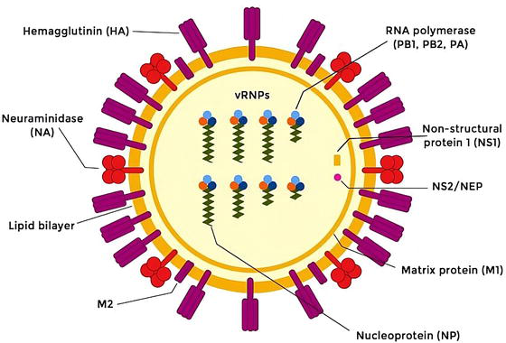 오르토믹소바이러스 구조
