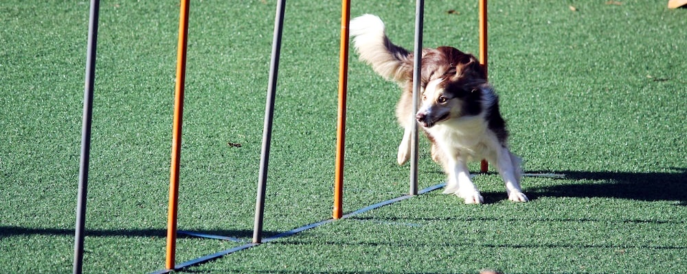 새끼 강아지 키우는법 31 이미지