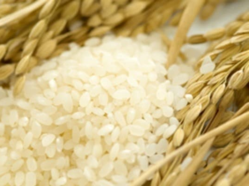 가루쌀과 일반쌀의 정의와 특징, 차이점, 활용법