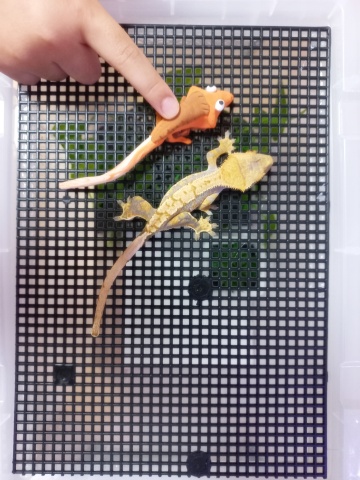 크레스티드 게코 키우기의 재미 (크레, "너로 정했다")