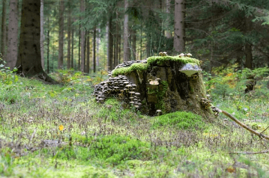 별 헤는 서울숲